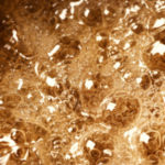 CARAMELIZEBring a nutty sweet flavour to your ingredients.